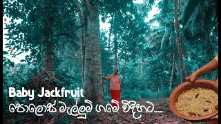 Village cooking mom is cooking village food called baby jackfruit in Sri Lankan way [upl. by Yelhak]