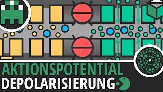 Aktionspotential Depolarisierung einfach erklärt│Biologie Lernvideo│Learning Level Up [upl. by Rennob360]