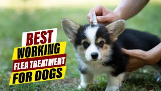 Best Flea Treatment for Dogs A Comprehensive Guide [upl. by Sara154]