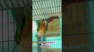 Yellow sided conure🦜🦜🦜🦜 [upl. by Ericksen]