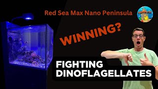 Red Sea Max Nano Peninsula How to Fight Dinoflagellates [upl. by Epillihp224]