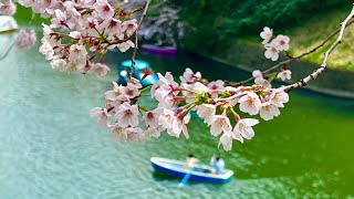 LA FIORITURA DEI CILIEGI A TOKYO [upl. by Naillij]