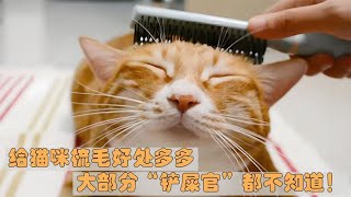 给猫咪梳毛好处多多，大部分“铲屎官”都不知道！ [upl. by Ammann]