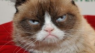 The Untold Truth Of Grumpy Cat [upl. by Morry816]