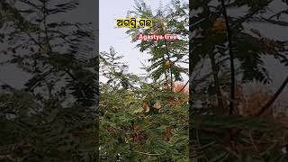 Agastyatree agasti ଅଗସ୍ତି [upl. by Lerrej]