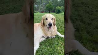 My dog EVERY time he sees grass dogshorts goldenretriever puppy dogs puppies funnyvideos [upl. by Lait]