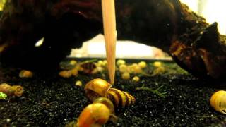 Assassin Snail Time to Hunt [upl. by Biddy]