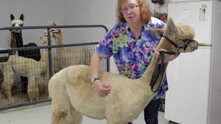 Body Condition Scoring for Camelids [upl. by Goddard725]