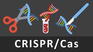 CRISPRCas einfach erklärt  Gentechnik  CrisprCas9 [upl. by Fotzsyzrk475]