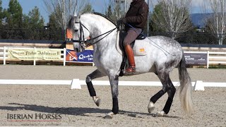 ANDALUSIAN HORSE WITH PASSAGE AND PIAFFE [upl. by Giliana]