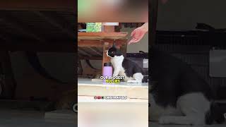 100 Cat Rescue Center in Bali Indonesia 😺 cristravels cristianr bali indonesia [upl. by Anidal891]