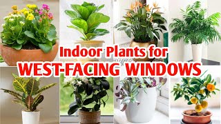 22 Best Indoor Plants for West Facing Windows  Indoor Plants for West Window  Plant and Planting [upl. by Eiuqnimod908]