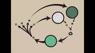 quotClassification of Oomycetes Sysmptoms and life cycle of Pythium Phytophthora and Albugoquot [upl. by Sivat858]