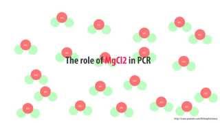 The role of MgCl2 in PCR  simple animated HD [upl. by Attalanta]