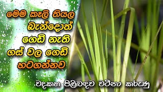 වදකහ  Acorus calamus  Sweet Flag  Variegated Sweet Flag  Wadakaha [upl. by Retnyw390]