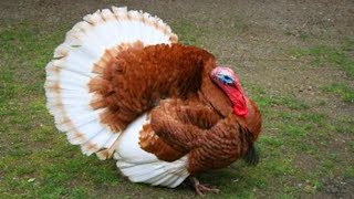 TURKEY GOBBLE 🦃 Funny Turkeys Gobbling Videos  GOBBLE GOBBLE 😂 [upl. by Tahmosh415]