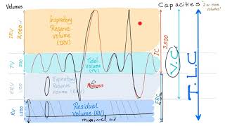 Pulmonary Function Tests PFTs  Spirometry  Lung Volumes amp Capacities Made Simple  Physiology [upl. by Merton]