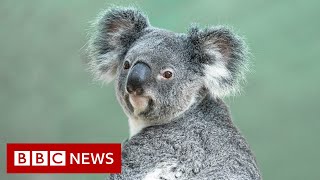 Australias environment in shocking decline report finds  BBC News [upl. by Sofer557]