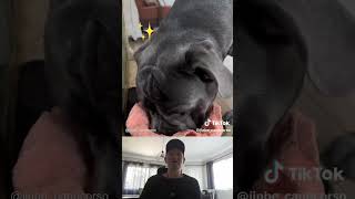 Best trick to teach a slobber king Reaction canecorso dogtricks cleverdog dogtraining [upl. by Cohbath]