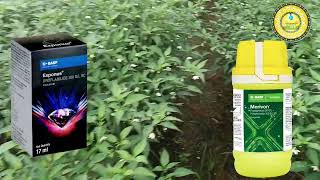 Basf Exponus broflanilide 300 Gl Sc InsecticideBASF Merivon Fungicide మిర్చిలో తోటలో ఉపయోగాలు [upl. by Selestina]