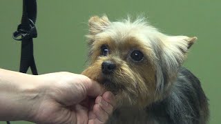 How to Groom A Yorkie Puppy Cut Yorkshire Terrier  DoItYourself Dog Grooming [upl. by Nyrhtak286]