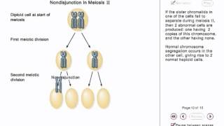 Chromosome Nondisjunction Animation [upl. by Moreno521]