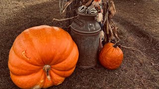 Starting my Giant Pumpkins 2024 [upl. by Gertrud]