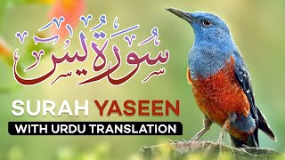 Surah Yasin  Yaseen  with Urdu Translation  Quran Tilawat Beautiful Voice  Hindi Tarjuma [upl. by Nnyleak631]