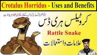 Crotalus Horidus 30 200 1M1000 homeopathic medicine uses in HindiUrdu  rattlesnake Homeopathy [upl. by Haney]