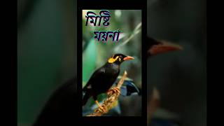 ময়না পাখির দাম ২০২৪ Mayna pakhi price in Bangladesh [upl. by Erolyat]