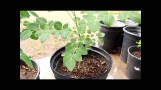 Moringa Stenopetala vs Moringa Oleifera [upl. by Hagan392]