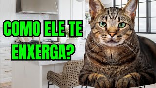 COMO OS GATOS ENXERGAM SEUS DONOS [upl. by Cohby485]