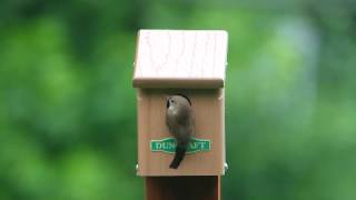 Duncrafts EcoChickadee Bird House 4260flv [upl. by Lynett899]