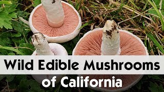 Top 10 Edible Agaricus Mushrooms of California  Wild Mushrooms [upl. by Buderus725]