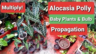 Alocasia Propagation  Polly  Amazonica Bulb amp Baby Plants [upl. by Winstonn]