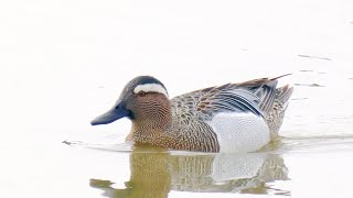 Garganey Llanelli Wetlands May 22 [upl. by Retswerb]