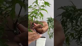 Ming Aralia Wiring Trick For Branching  1Min or Less [upl. by Imeka]