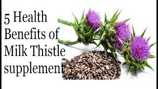 Milk Thistle  Benefits Of Milk Thistle Supplement​ [upl. by Aziar516]