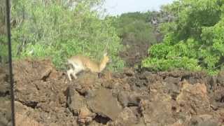 Klipspringer jumping slow motionSHETANI Lava Flow KENYA 2014 [upl. by Lirrad]