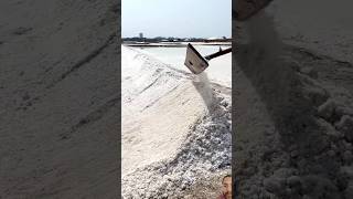 Salt manufacturing 🧂 salt agriculture streetfood shortsvideo viralvideo [upl. by Alyehc]