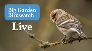 Big Garden Birdwatch Live 2023  Sunday [upl. by Elkraps]