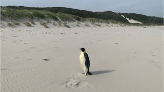 Pinguin schwimmt 3500 Kilometer und landet am Strand in Australien [upl. by Ralat788]