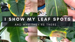 Identifying Different Causes of Leaf Spots  Indoor Houseplant Care Tips  Ep 126 [upl. by Gmur]