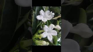 Jasmine Stephanotisfloribundabeautiful flower vine fragrant blooms garden love gardening [upl. by Horatio548]