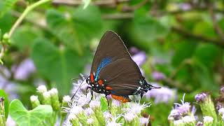 Great Purple Hairstreak [upl. by Mackler]