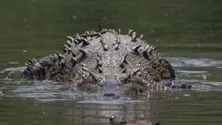 Huge American Crocodile Crocodylus acutus [upl. by Alim]