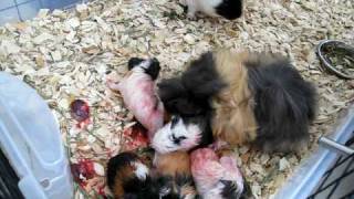 Guinea Pig Giving Birth to Five Babies 34 [upl. by Elisha]