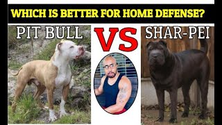 Chinese Fighting Dog Shar Pei VS Pit Bull quotWho Will Winquot [upl. by Bolen]