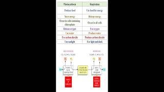 Different between Photosynthesis and Respiration geneticteacher [upl. by Hanahsuar]