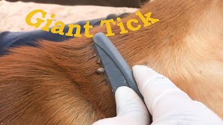 Satisfying Video to Help Dog [upl. by Hgielah]